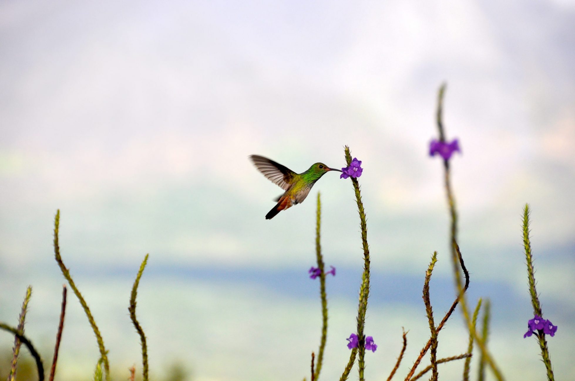 CostaRicaHumming Bird